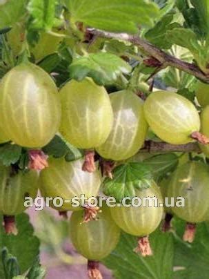 Крыжовник Малахит - Купить семена, товары для сада, огорода в интернет ...