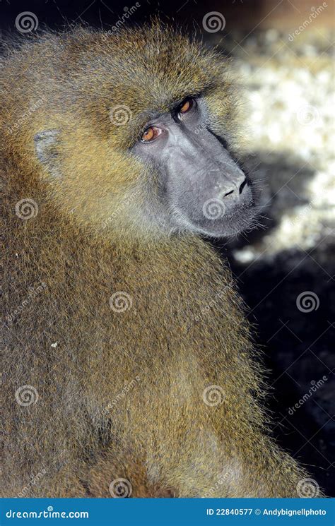 Guinea Baboon stock image. Image of primate, african - 22840577