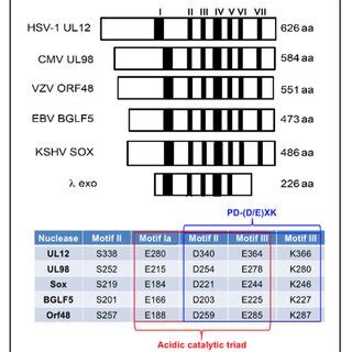 Active Site Sequence Alignments Of Pol Exo Regions Of HSV 1 VZV CMV