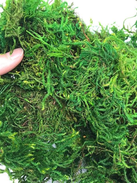 Preserved Sphagnum Moss Grass Green Oz Oz Or Lb Air Etsy