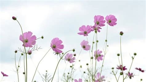 Beauty Pink Cosmos Flower Blooming Field Stock Footage Video (100% ...