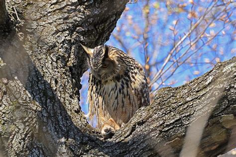 Flaco The Central Park Eurasian Eagle Owl Ming Leon Flickr