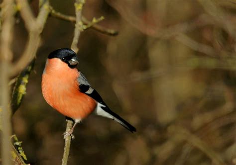 Bullfinch Male I D Stood Quietly Watching This And Several Flickr