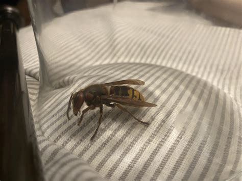 Baltimore Md Murder Hornet Rwhatsthisbug