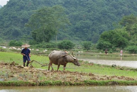 Những Hình ảnh Con Trâu Trên đồng Ruộng Việt Nam Với Cảnh Quan Và Môi