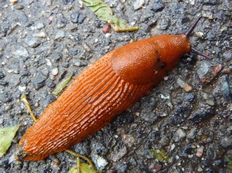 Red slug - Alchetron, The Free Social Encyclopedia