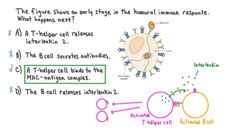 Question Video Summarizing The Process Of The Humoral Immune Response