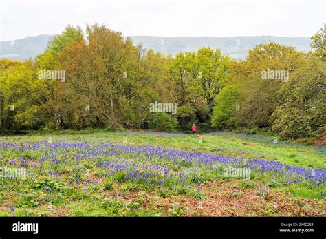 Ditchling Village Sussex Uk View Looking Towards The South Downs Way