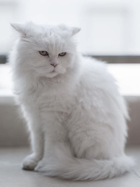 Retrato De Hermoso Gato Blanco Foto Premium