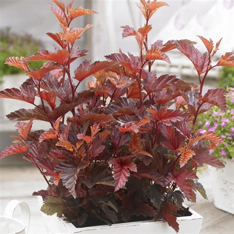 Physocarpus Little Angel – 247plants