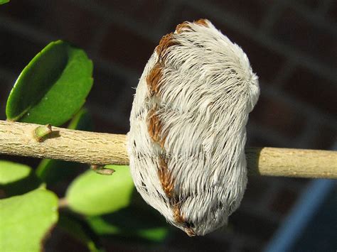 Southern Flannel Moth – Caterpillar to Moth – DFW Urban Wildlife