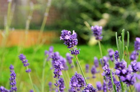 Lavender Flower Nature Free Photo On Pixabay Pixabay