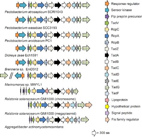 Figure 1 From Role And Regulation Of The Flp Tad Pilus In The