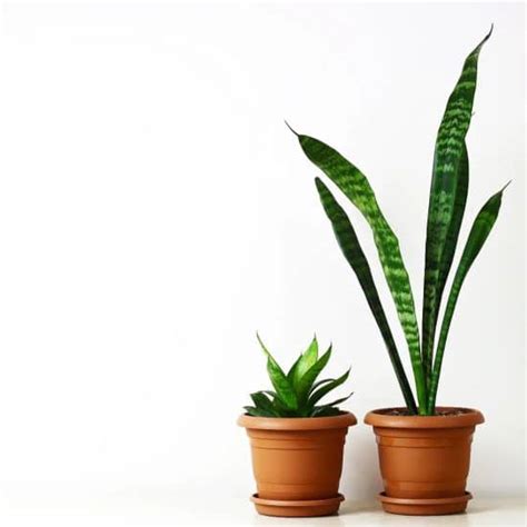 Growing Snake Plants Dracaena Trifasciata Indoors Plantcarefully