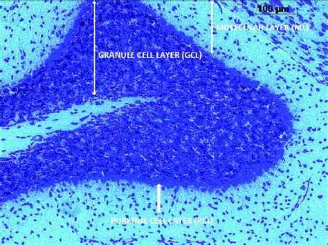 Histological Appearance Of The Cerebellar Cortex In The Mammalian