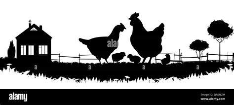 Chickens In Pasture Picture Silhouette Farm Pets Domestic Poultry To