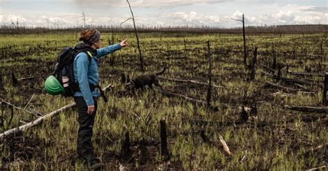 After Relentless Wildfires In Canada Boreal Forests Are Struggling To