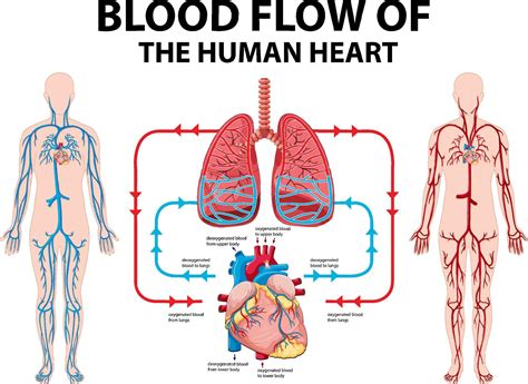 diagrama mostrando o fluxo sanguíneo do coração humano 6892475 Vetor no