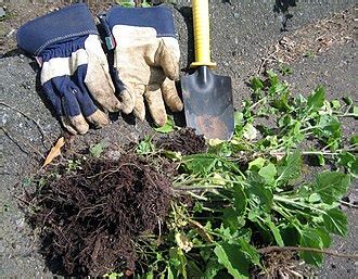 weed control wikipedia