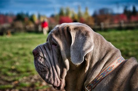 Neapolitan Mastiff Breeders: 8 Tastes Of Italy