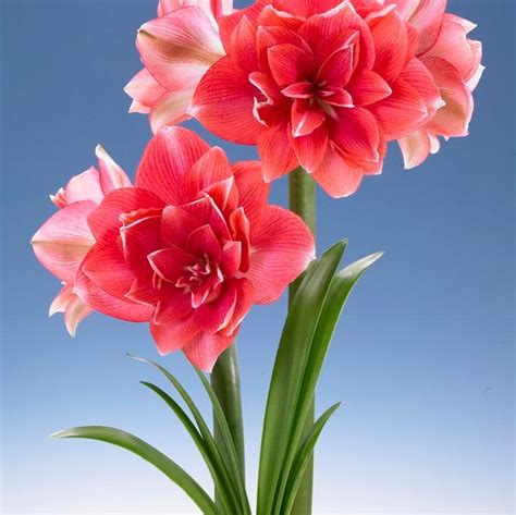 Amaryllis Dutch Double Dream Amaryllis From Adr Bulbs