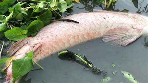 Cast Net Fishing 240kg Giant Arapaima Fish From Land Youtube