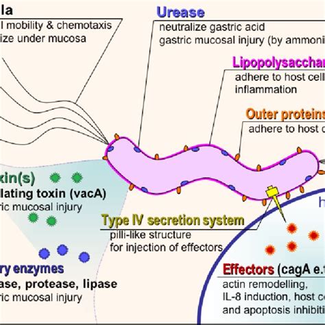 H Pylori Virulent Factors Contributed With Full Permission From