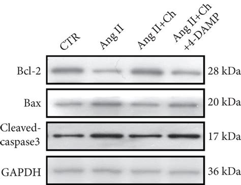 Choline Attenuated Angiotensin Ii Ang Ii Induced Stimulation Of The