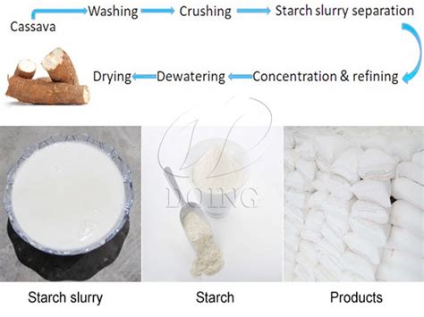 How much cassava starch can be extracted from 1t cassava?_FAQ