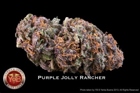 Purple Jolly Rancher Strain Review - I Love Growing Marijuana