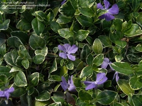 Plantfiles Pictures Vinca Common Periwinkle Creeping Myrtle Flower