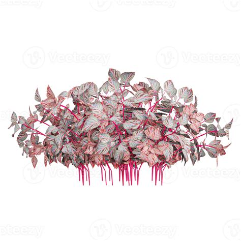 rendering  iresine herbstii kalmia plant isolated  transparent