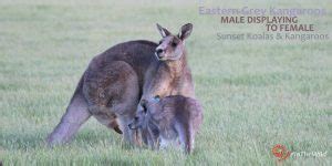 Watch: kangaroo mating | Echidna Walkabout Tours