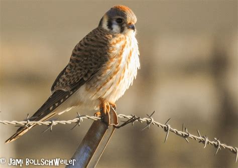 American Kestrel At Antelope Island State Park Utah Antelope Island