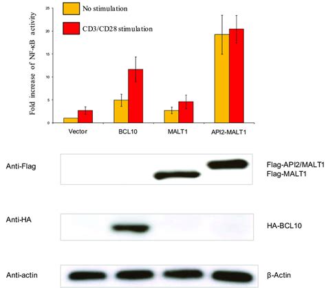 4 BCL10 MALT1 and API2 MALT1 mediated NF κB activation with and