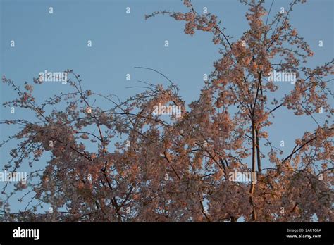 Flowering Weeping Cherry Tree Stock Photo - Alamy