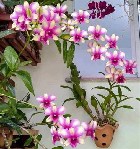 Como como cuidar de uma orquidea denphal Dê um toque de sofisticação e