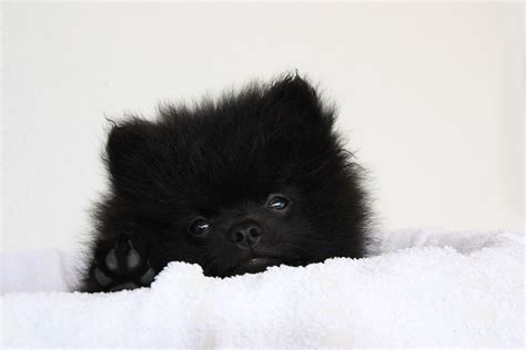 Black Pomeranian Puppies For Sale Melbourne - Pets Lovers