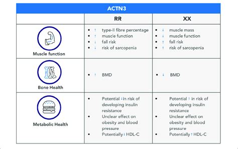 An Overview Of The Main Associations Between Actn3 And Healthy Aging