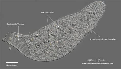 Unlock the Secrets of the Microcosmos – Learn How to Identify Protists ...