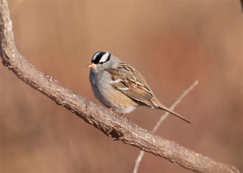 White-crowned Sparrow | Audubon Field Guide
