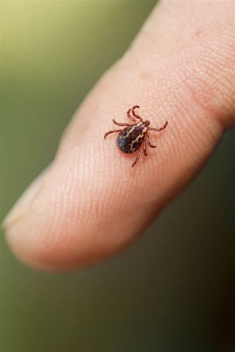 Guide To Ticks How To Avoid Being Bitten Treatment And How To Protect