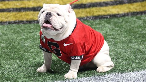 Uga X, winningest mascot in Georgia football history, dies