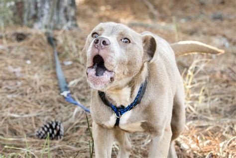 Barking Dog stock image. Image of female, bark, leash - 208054805