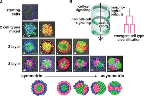 Programming Self Organizing Multicellular Structures With Synthetic Cell Cell Signaling Science