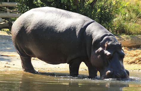 World Hippo Day 2024