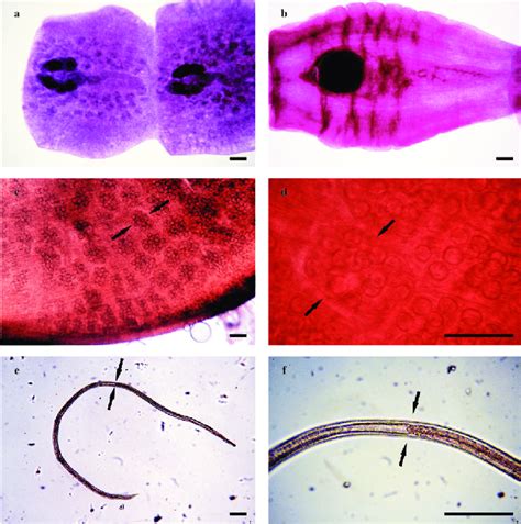 Parasites of wildcat. (a) Mesocestoides lineatus hermaphrodite... | Download Scientific Diagram