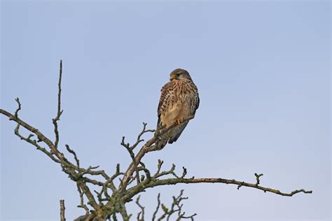 Premium Photo Common Kestrel Falco Tinnunculus