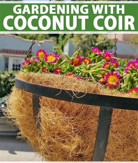 Coconut Husk Fiber Natural Growing Orchids Anthurium Pure Organic