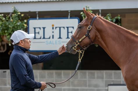 elite sales - keeneland september 2023 (87) – Elite Sales